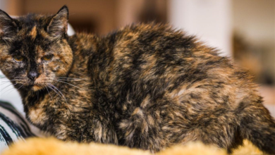 القطة فيلوسي