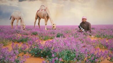 سفينة الصحراء